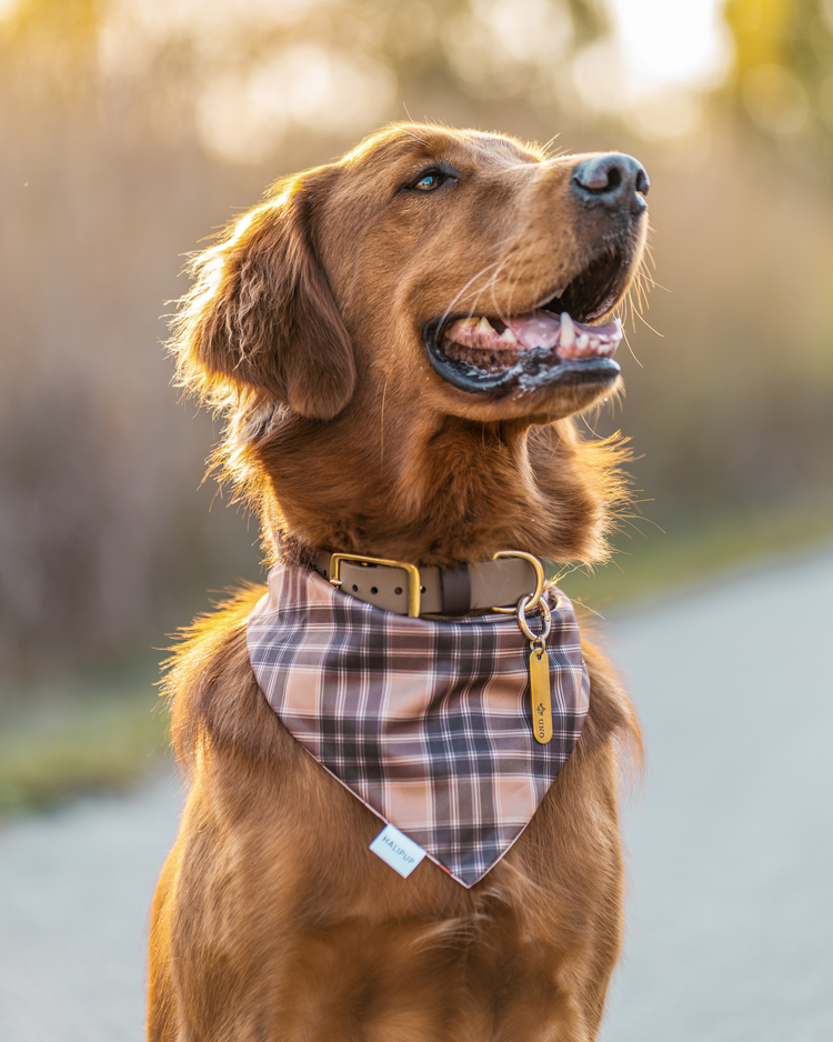 Field Mice & Plaid Dog Bandana