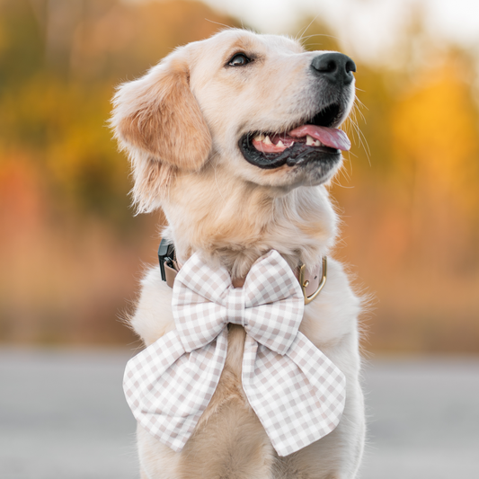 Dog wearing a gingham bow tie with a blurred autumn background