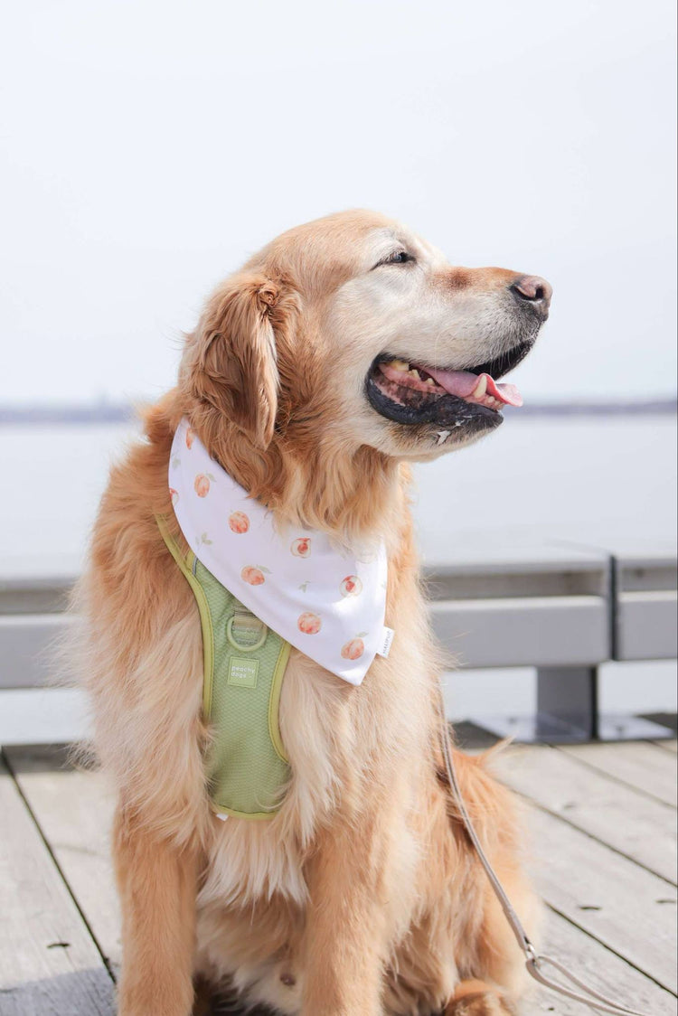 Sweet Peach Reversible Dog Bandana