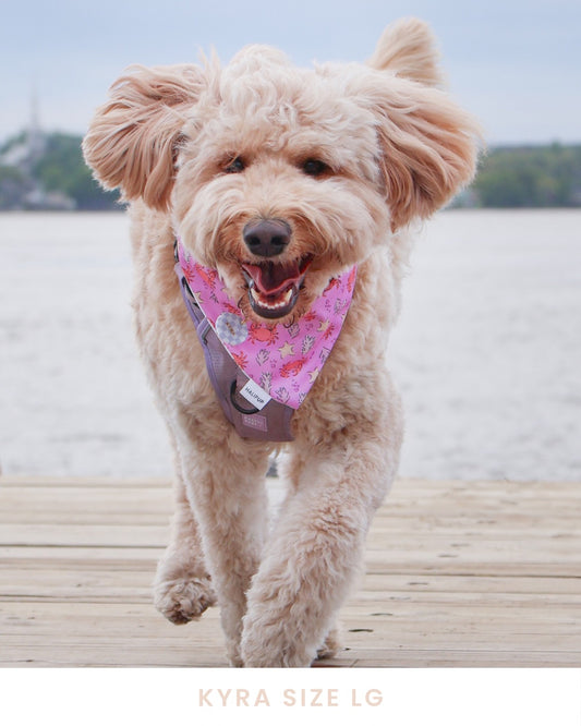 Under the Sea Reversible Dog Bandana