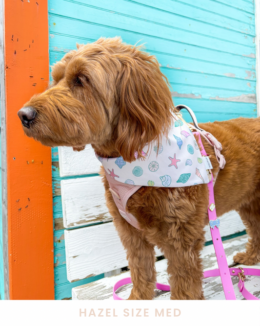 Turtles & shells Reversible Dog Bandana
