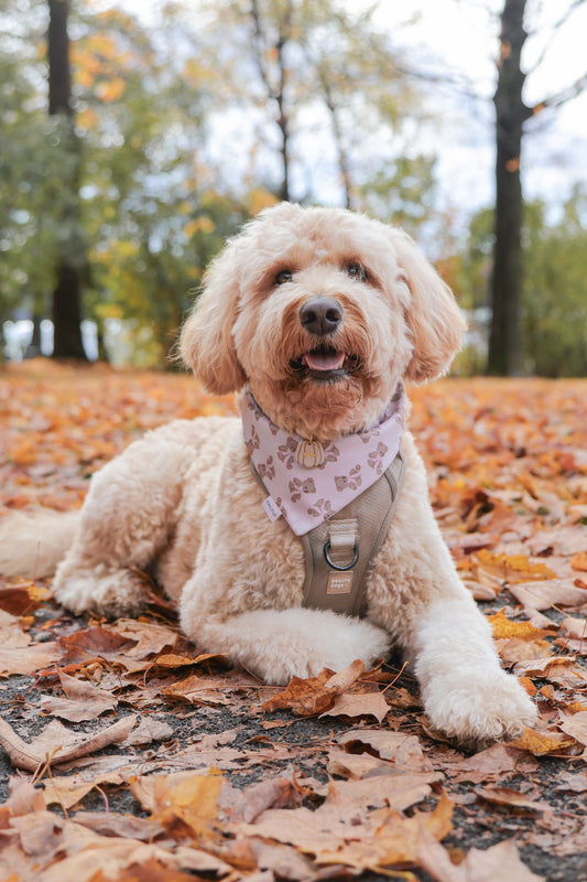 Bears & Bows Dog Bandana