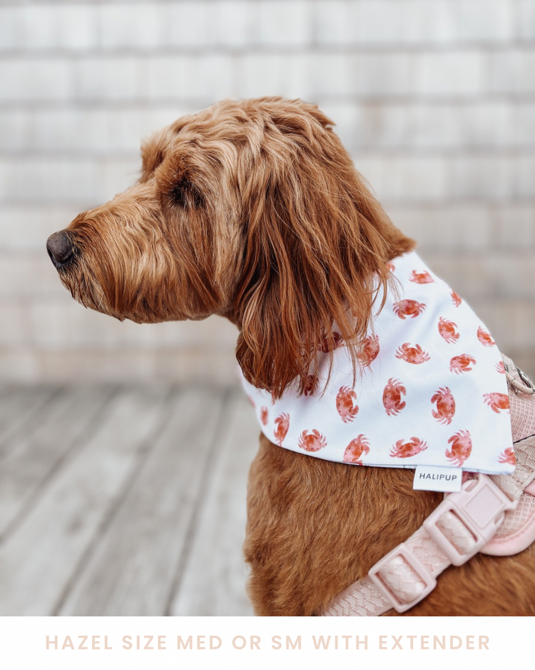 Harbour City Halifax Dog Bandana