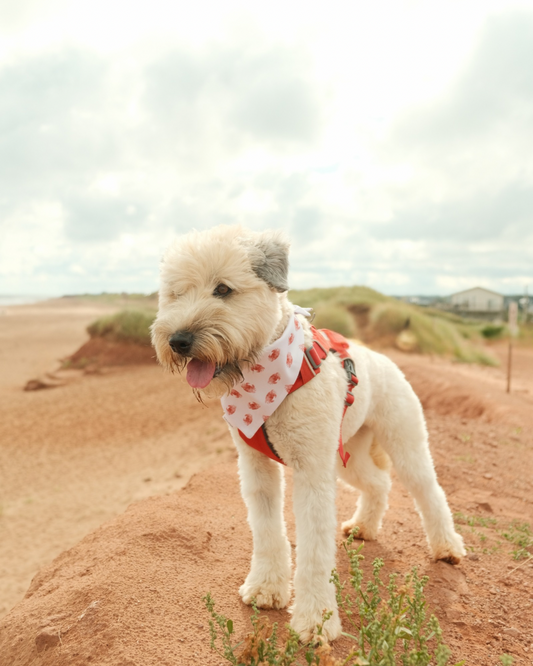 Harbour City Halifax Dog Bandana
