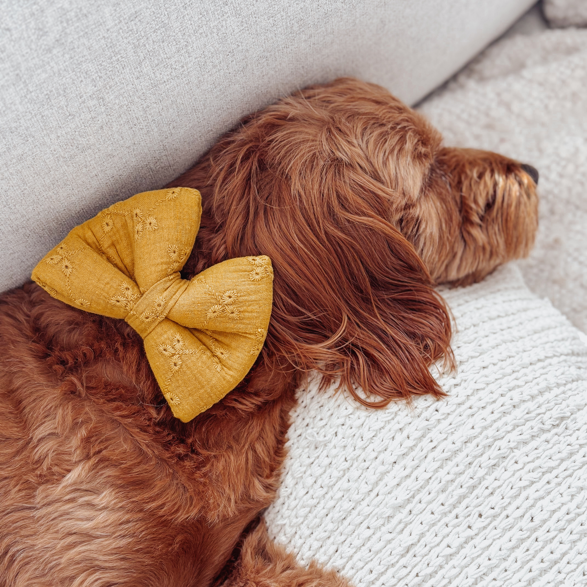 Golden Eyelet Classic Dog Bow