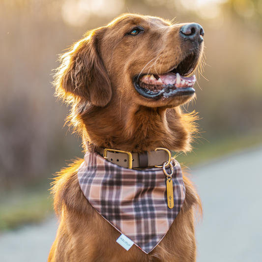 Brown dog wearing a plaid bandana outdoors with a blurred natural background