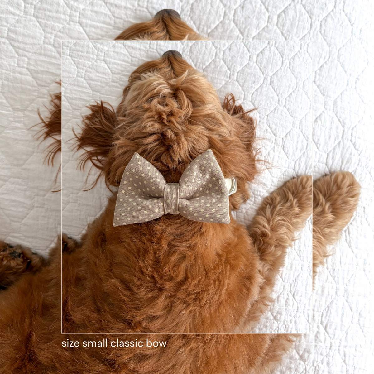 Beige Polkadot Classic Dog Bow