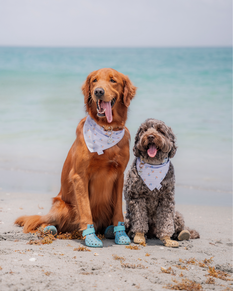 Set Sail Dog Bandana