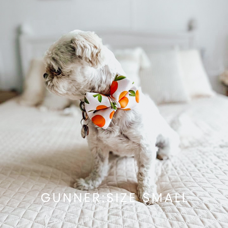 Citrus Over The Collar Dog Bow