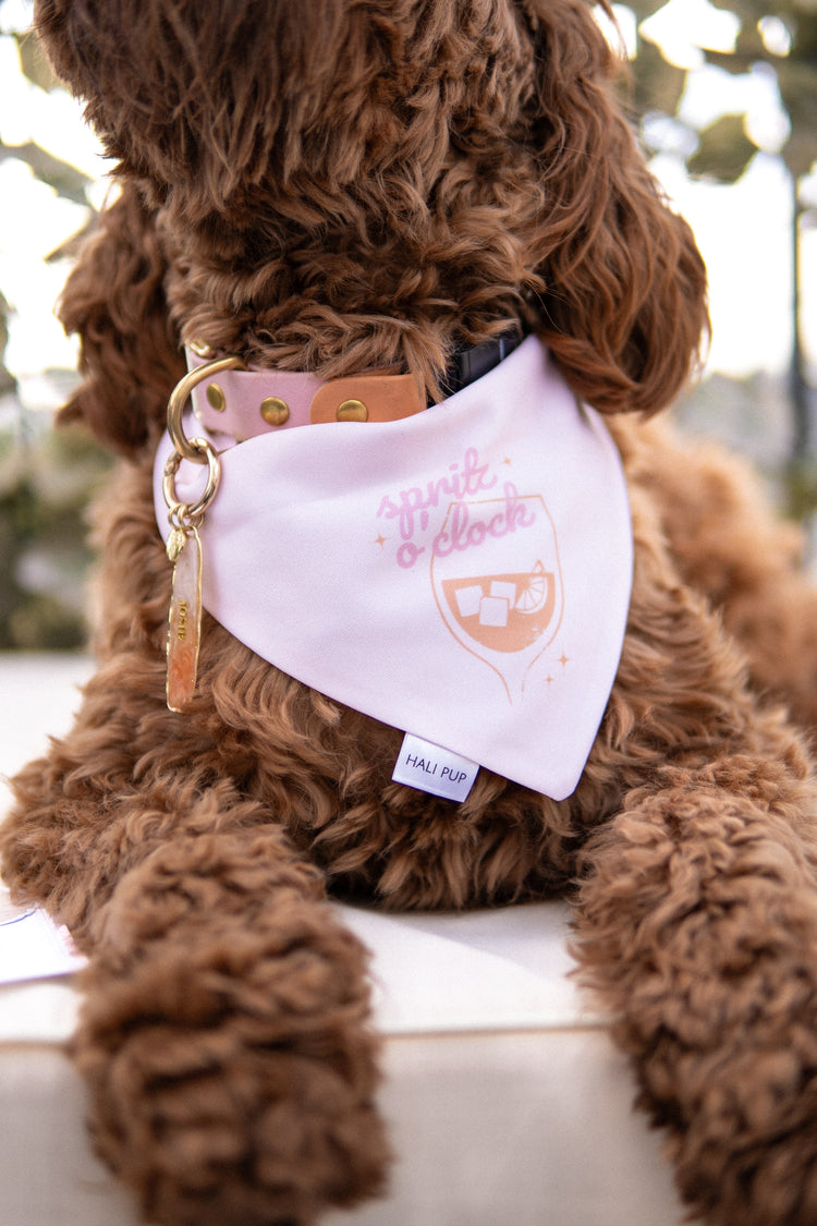 Spritz O’clock & Citrus Dog Bandana