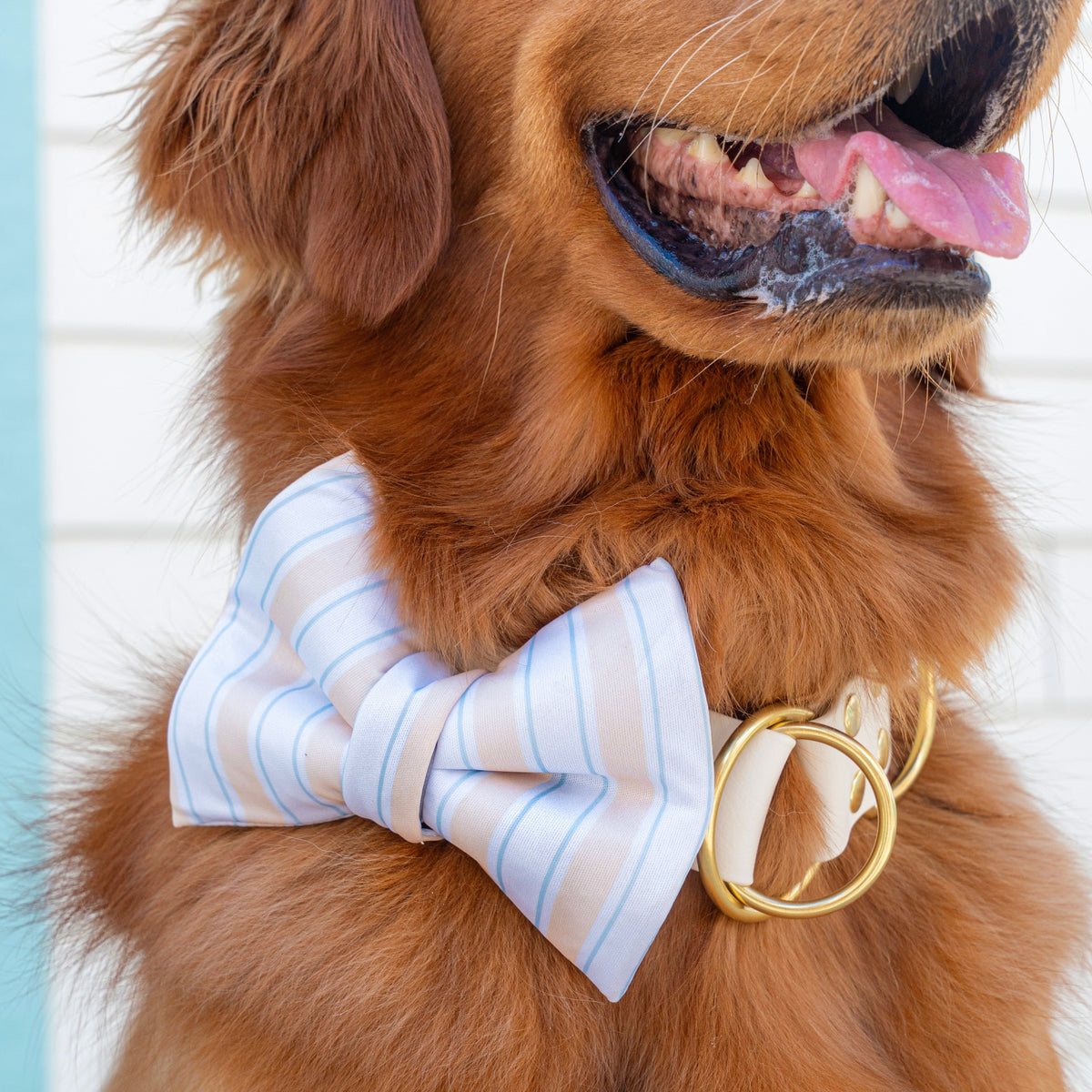 Capri Coast Classic Dog Bow