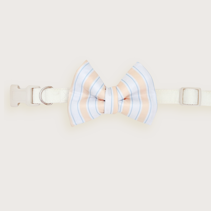 Capri Coast Classic Dog Bow