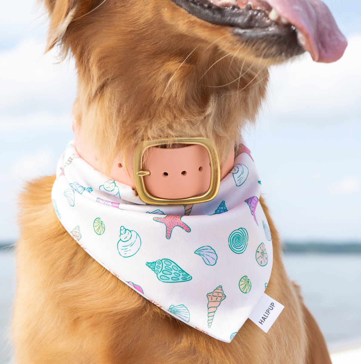 Turtles & shells Dog Bandana