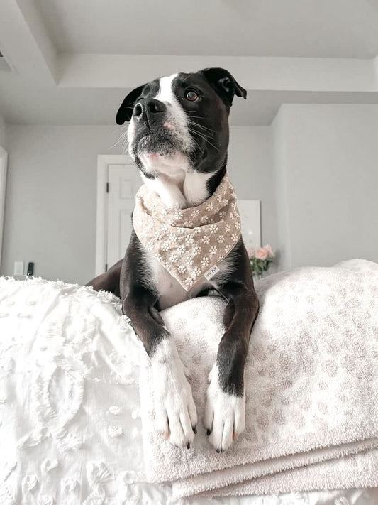 Beige Knit Flora Dog Bandana