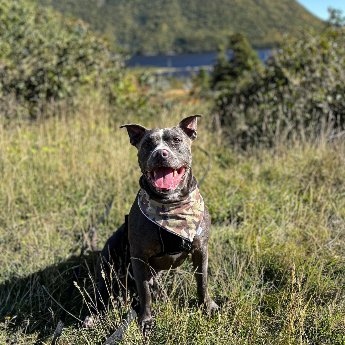 Dog wearing camo bandana sitting in a grassy field with mountains and a lake in the background