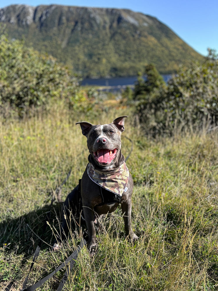 Hillside Harvest Dog Bandana