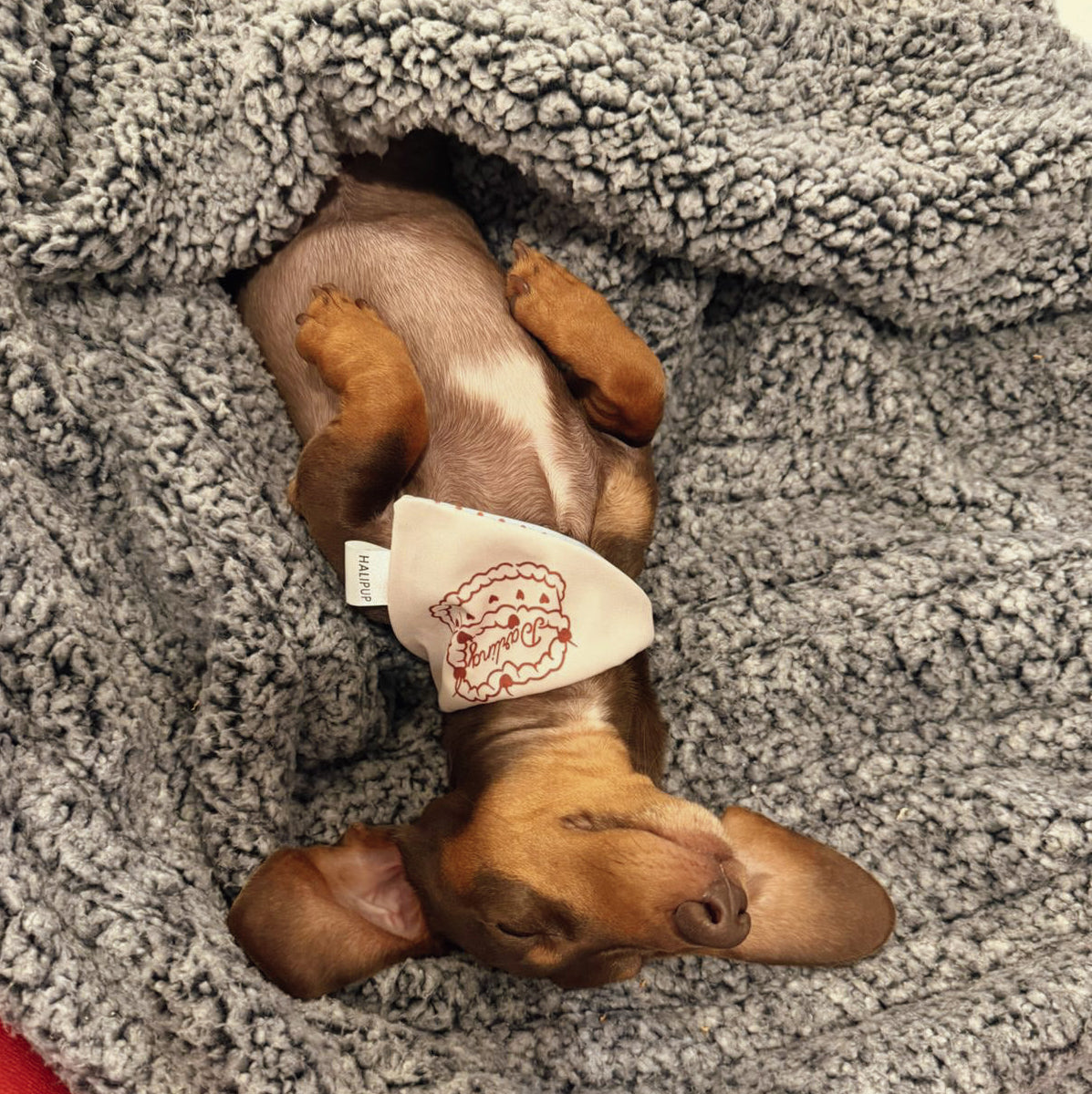 Darling Dog Bandana
