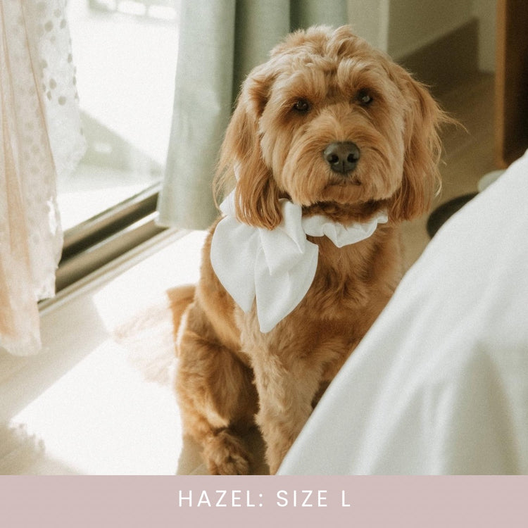 Hazels Wedding Bow - Pearl Over the Collar Dog bow