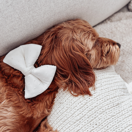 Dog with a white bow on a textured surface