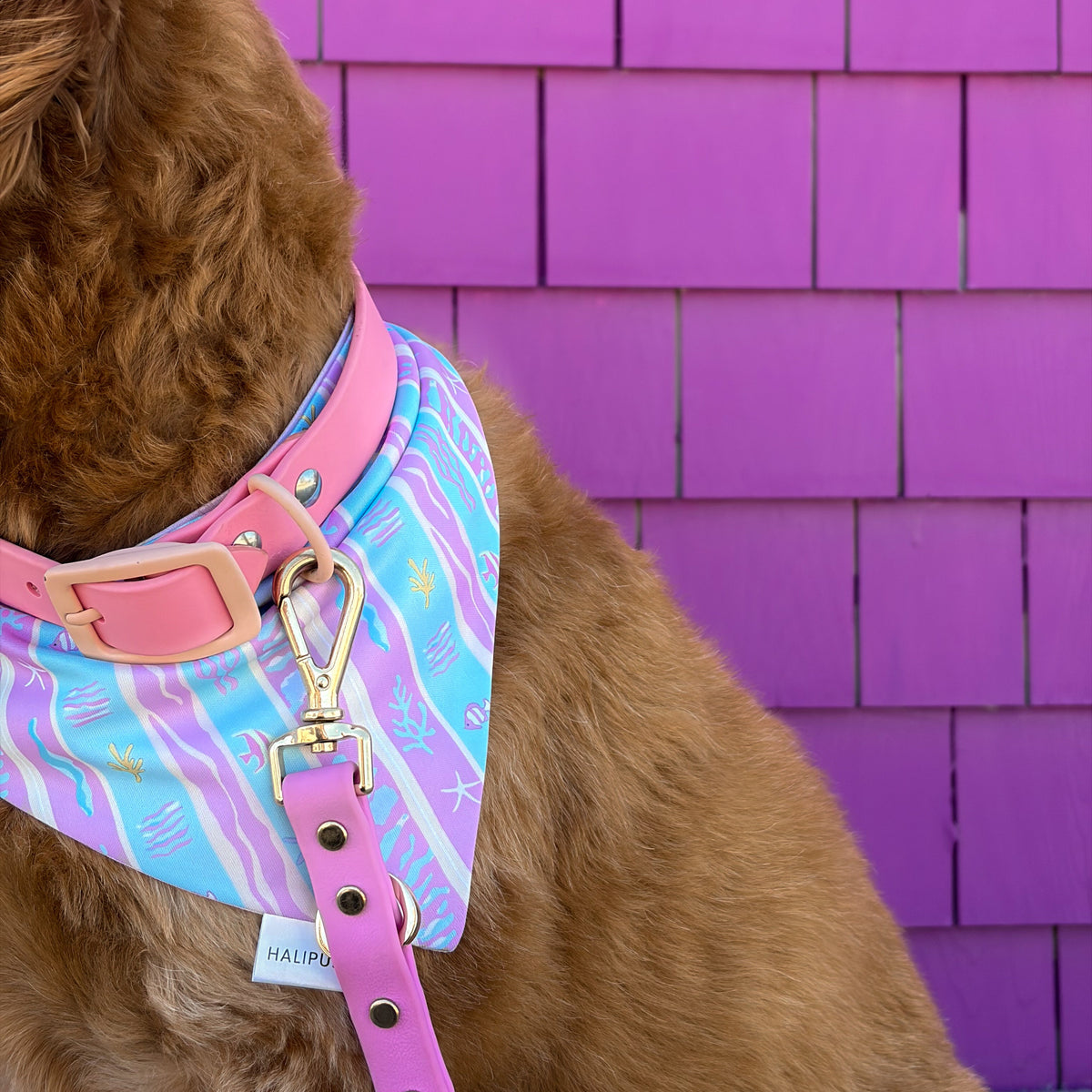 Club Paradise Dog Bandana