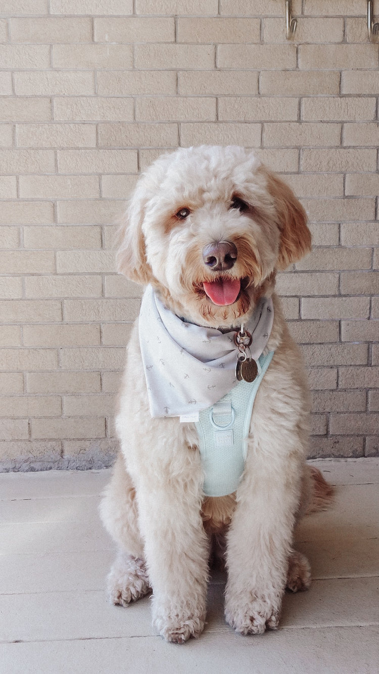 Summer Seagulls With Reversible Anchors Dog Bandana