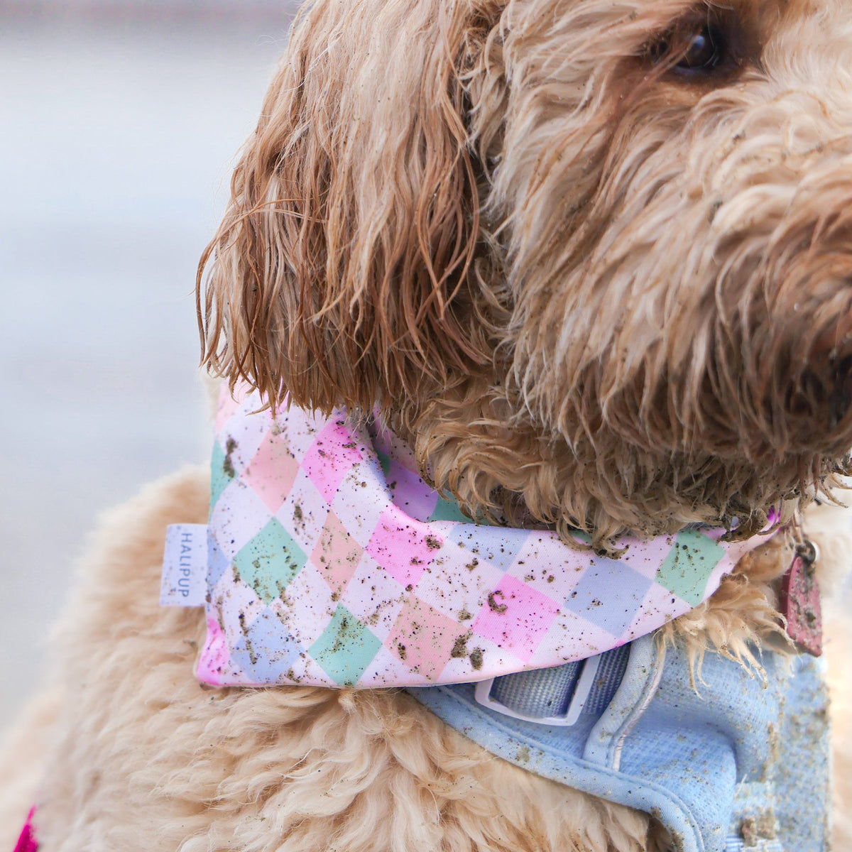 Neon Smiley Dog Bandana