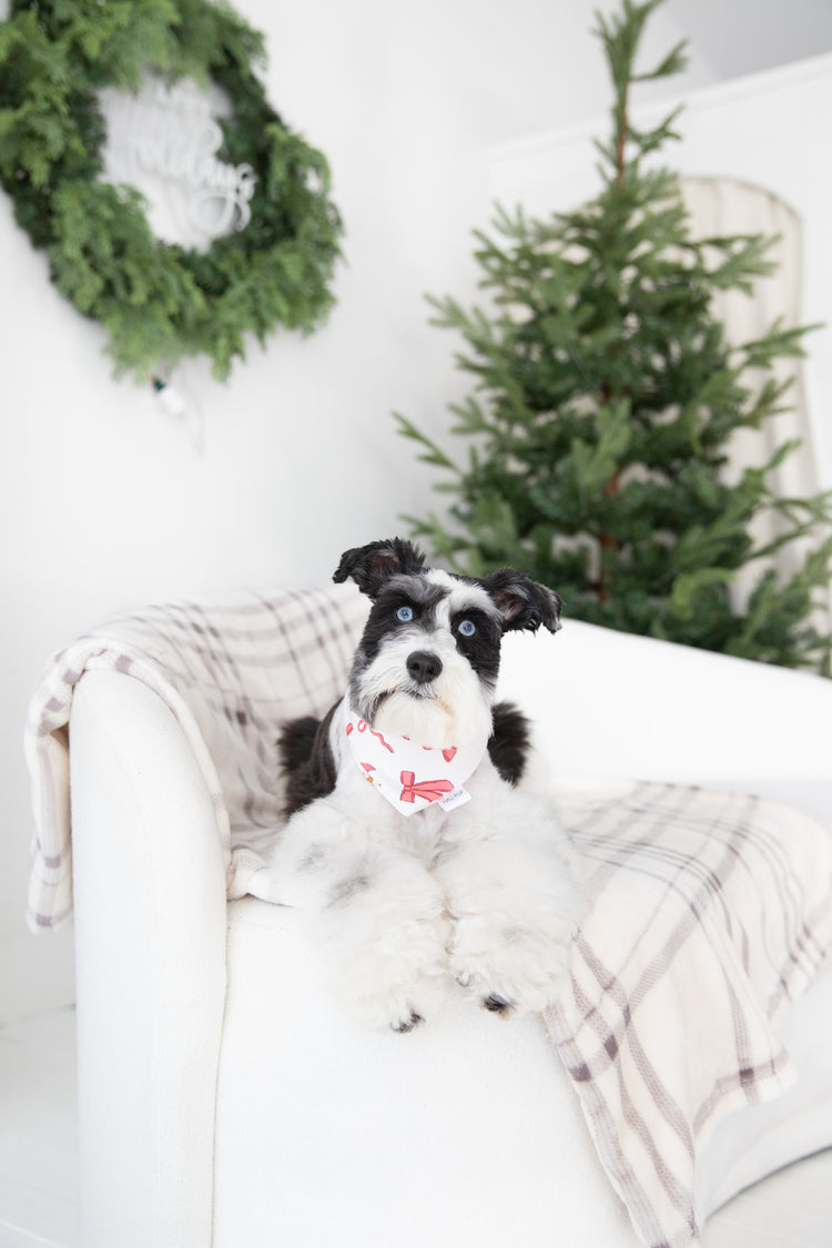 Rudolph & Christmas Bows Reversible Dog Bandana