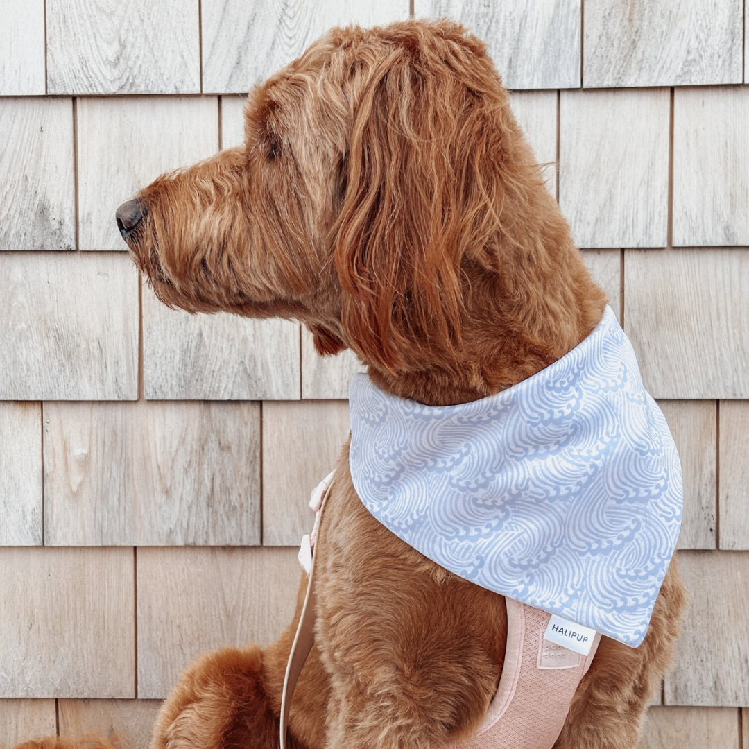 Whales & Waves Dog Bandana