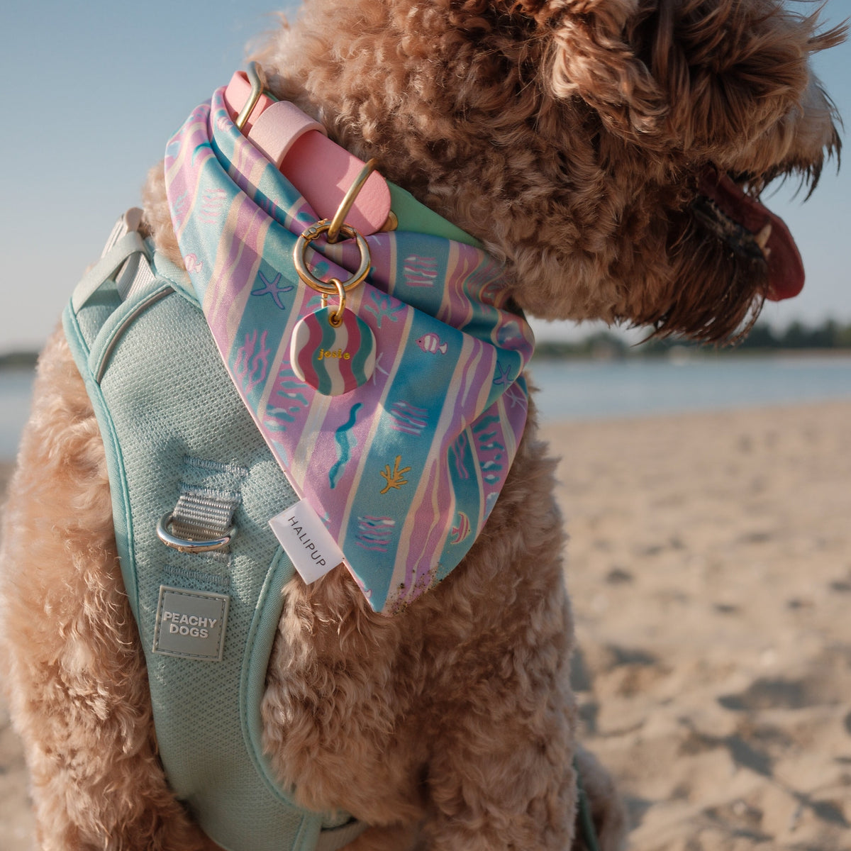 Club Paradise Dog Bandana