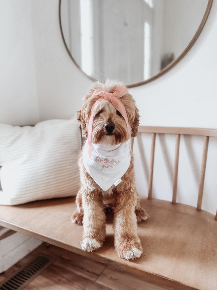 Birthday Girl Embroidered White Knit Dog Bandana