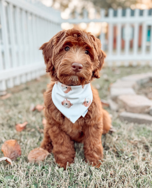 Boho Bears with Reversible Polkadots Dog Bandana