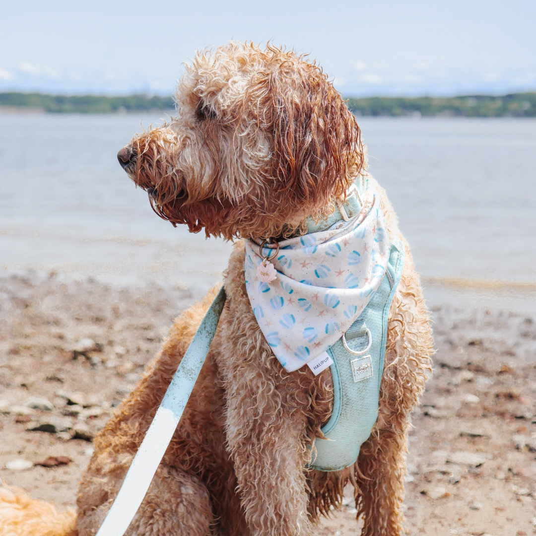 The Tropics Dog Bandana