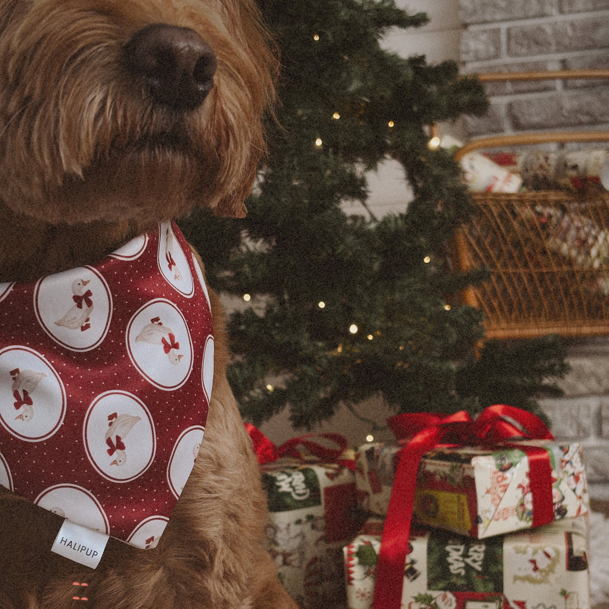Dog wearing a red and white patterned bandana in front of a Christmas tree and presents.