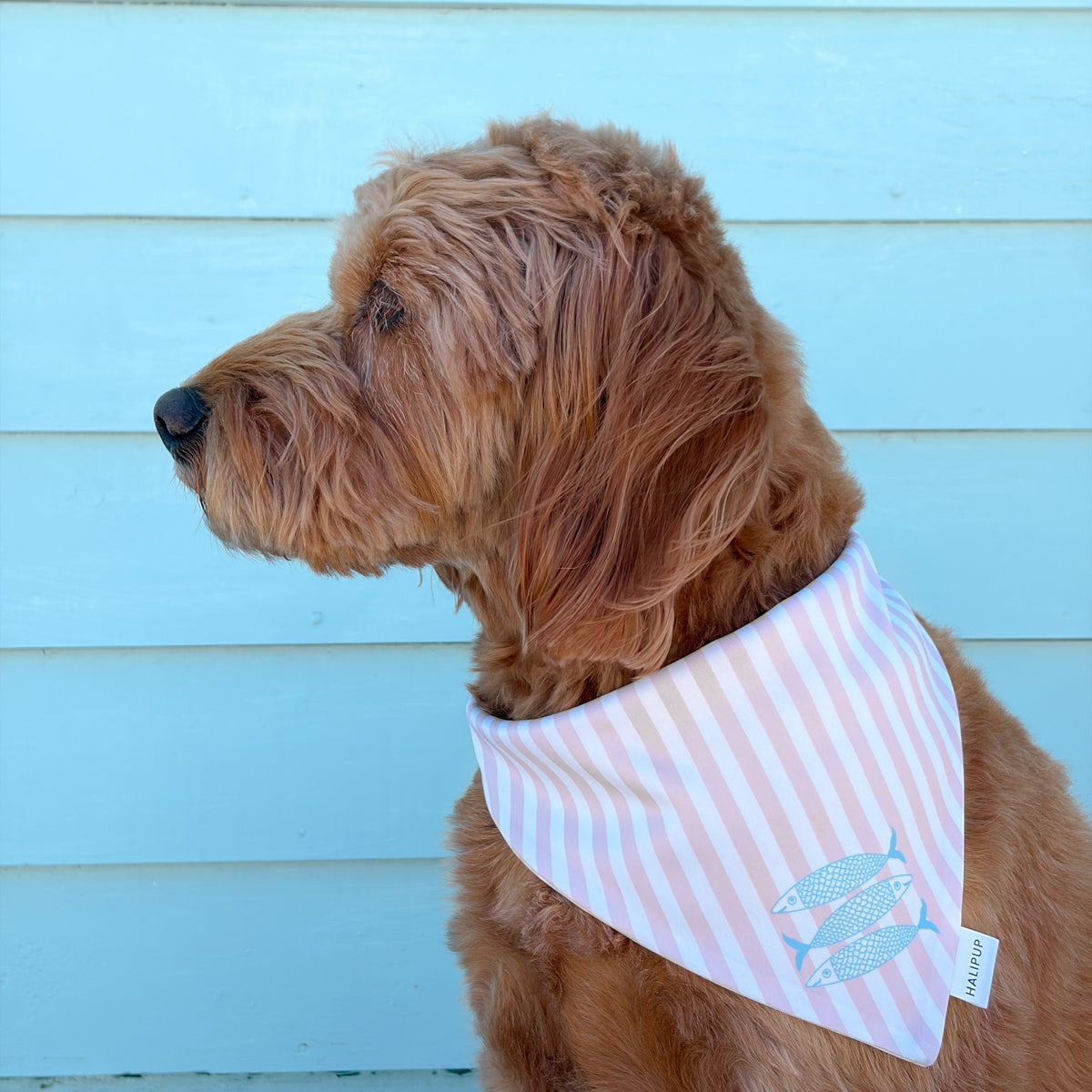 Sardinia Dog Bandana