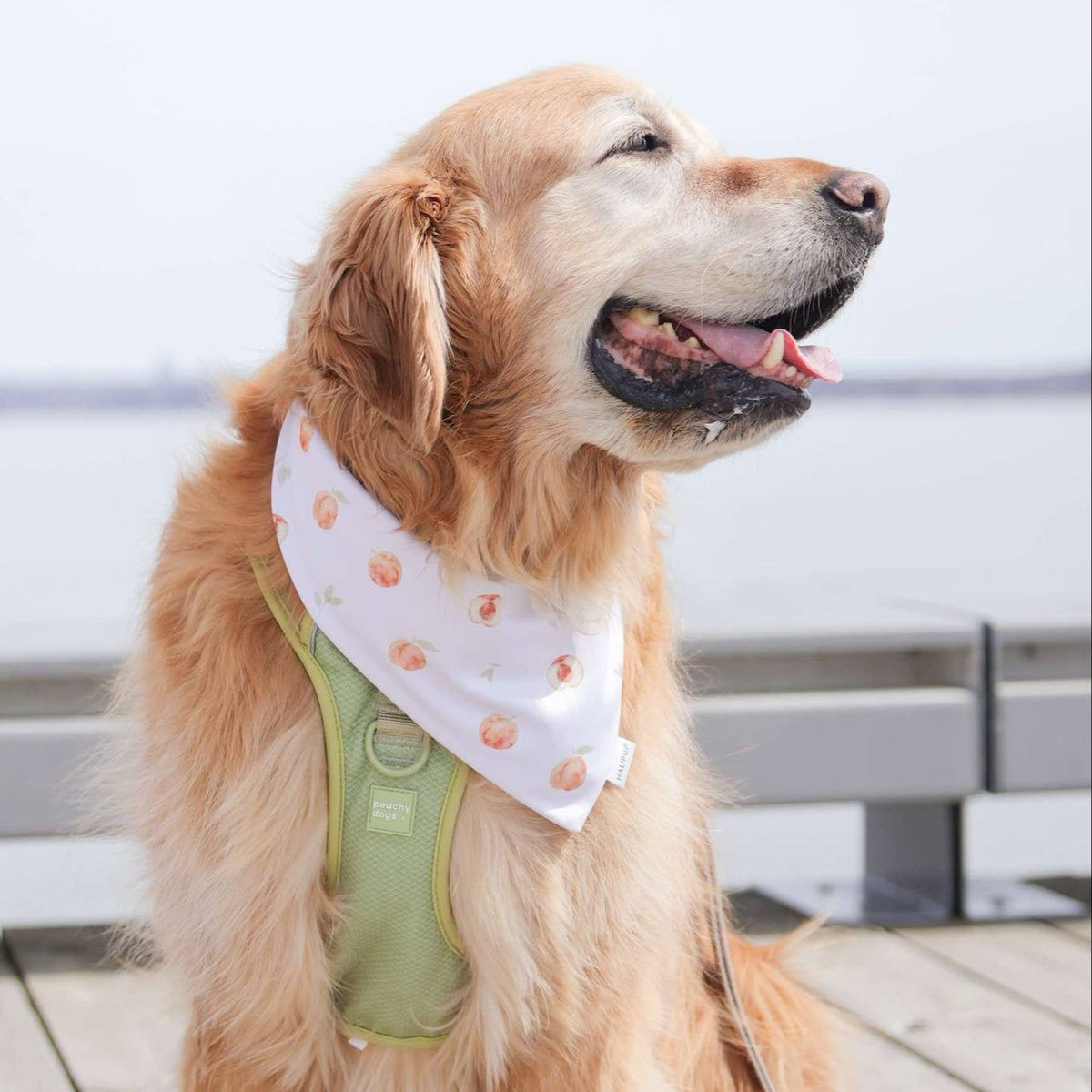 Sweet Peach Dog Bandana