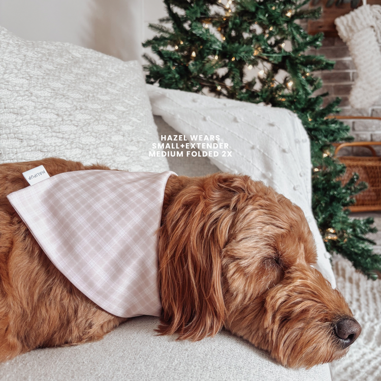 Dog wearing a beige plaid bandana with a Christmas tree in the background