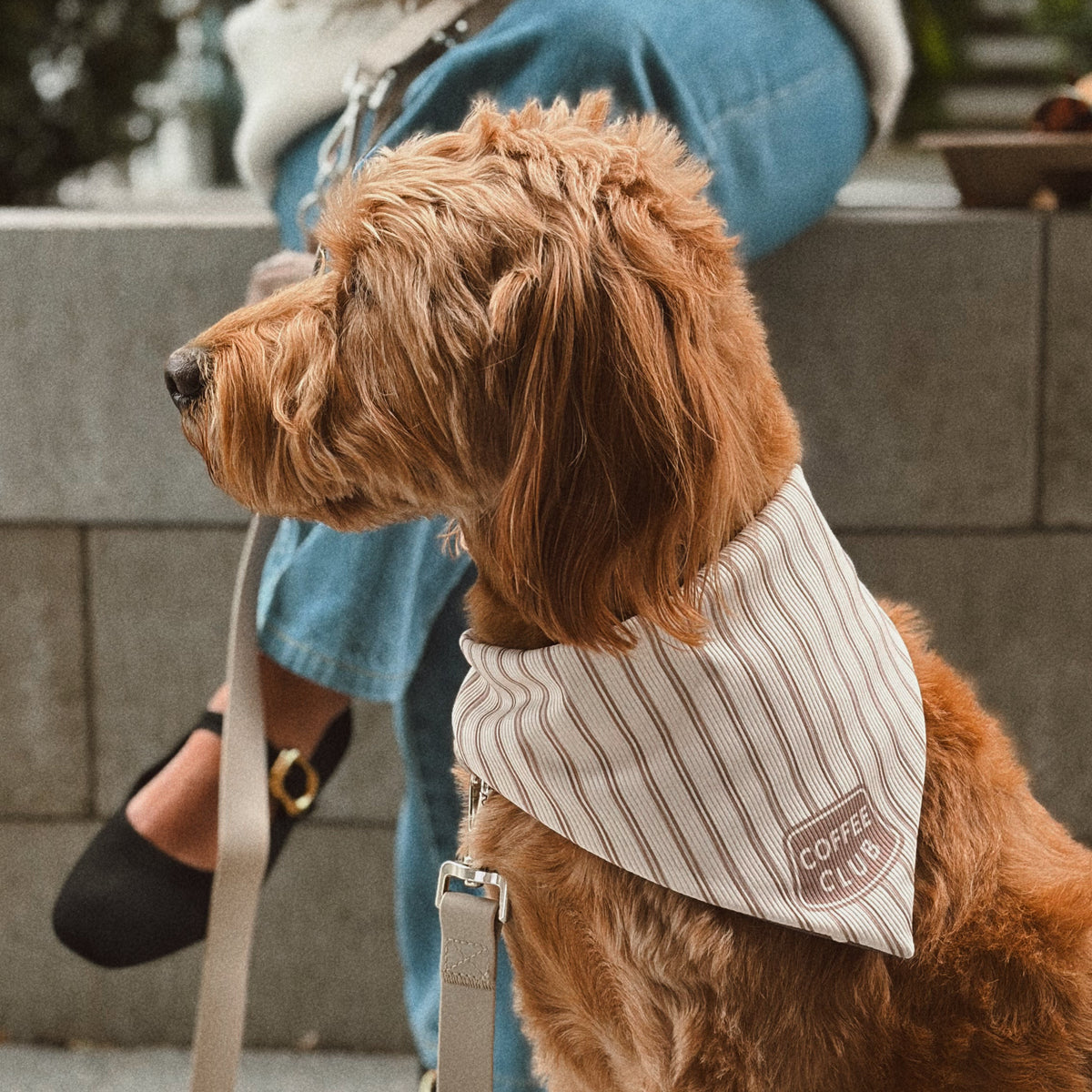 MINOR FLAW Coffee Club Ribbed Dog Bandana