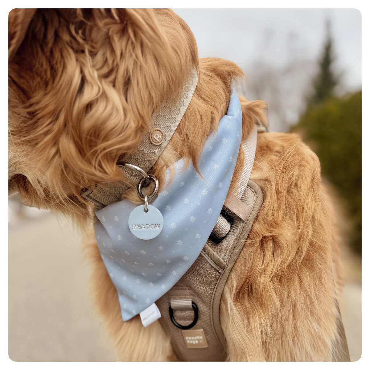 The Honey June Dog Bandana