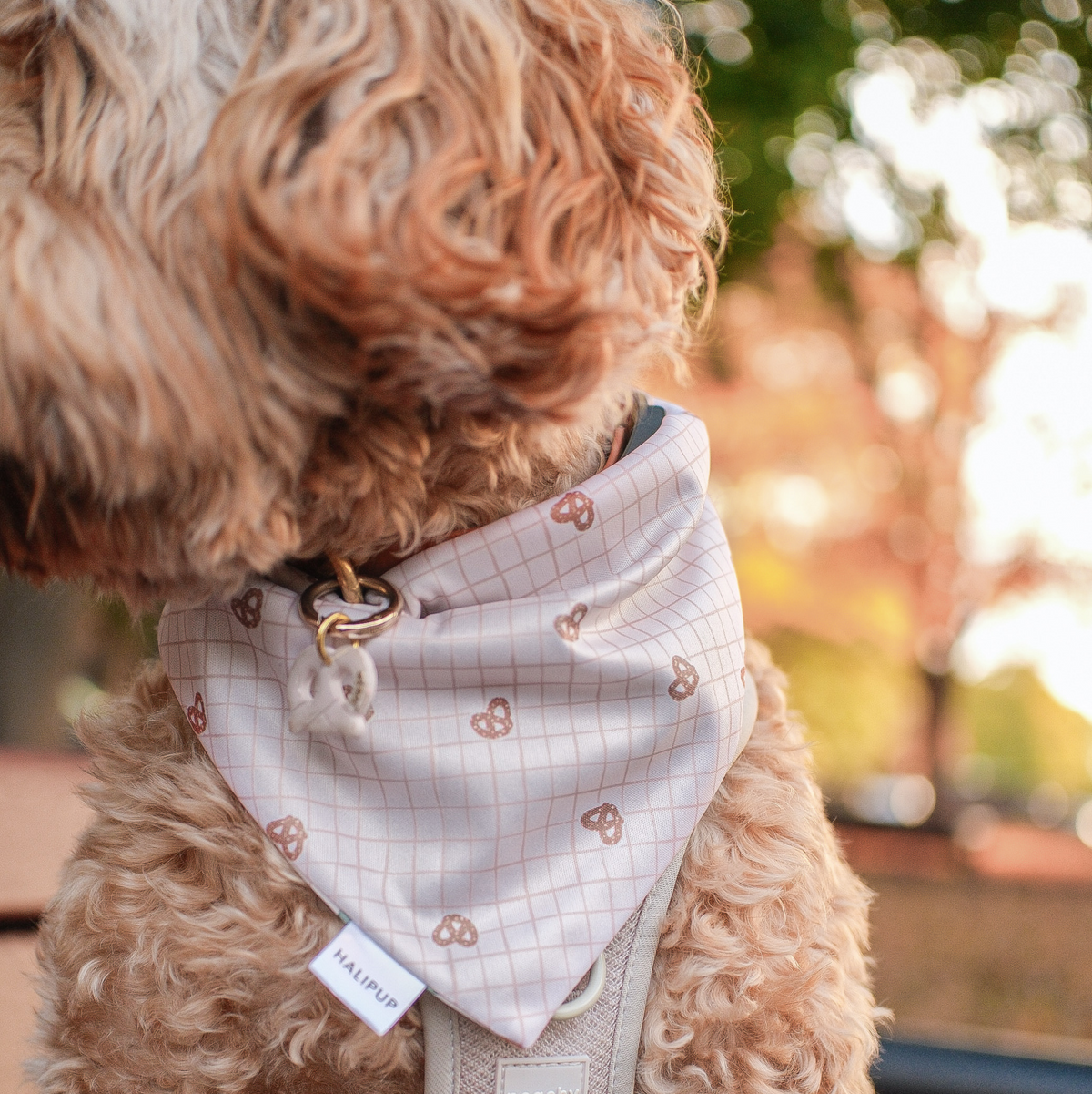 Dog wearing a beige pretzel bandana with a blurred outdoor background