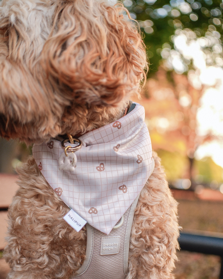 Morning Market Dog Bandana