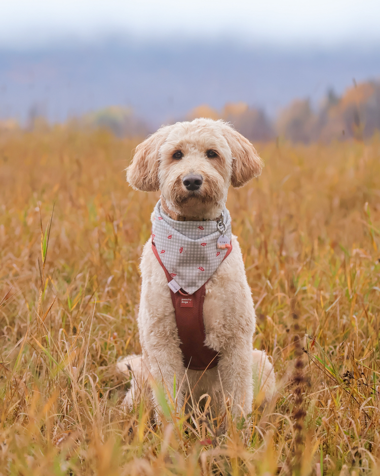 Pasture Lane Dog Bandana