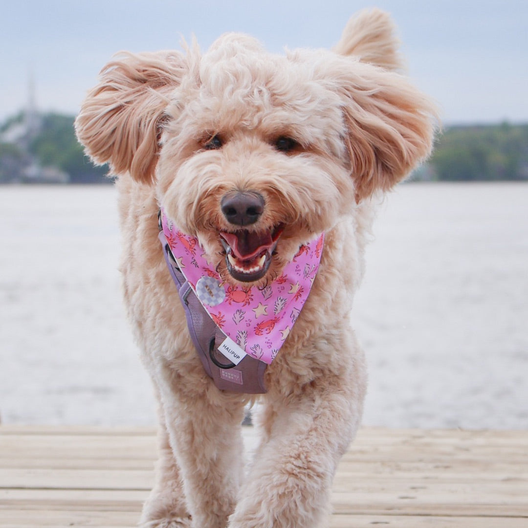 Under the Sea Dog Bandana