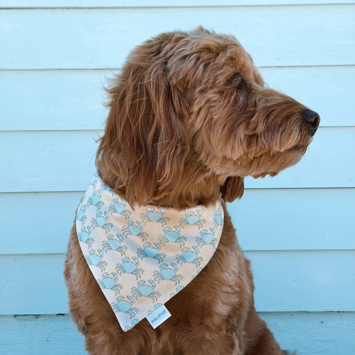 Capri Coast Dog Bandana