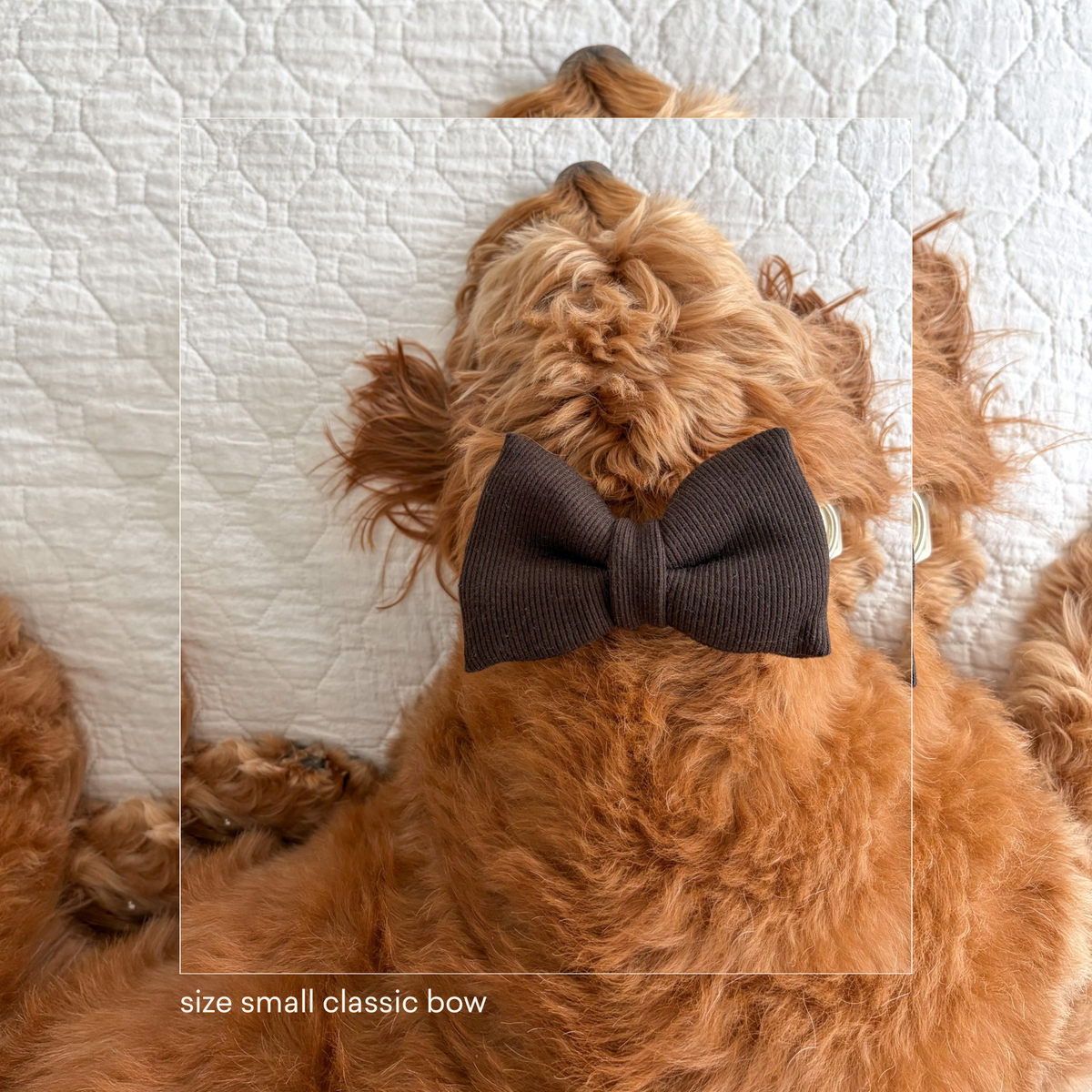 Dark Cocoa Classic Bow