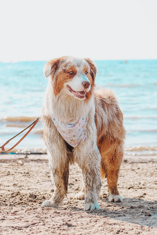 Cheeky Summer Reversible dog Bandana
