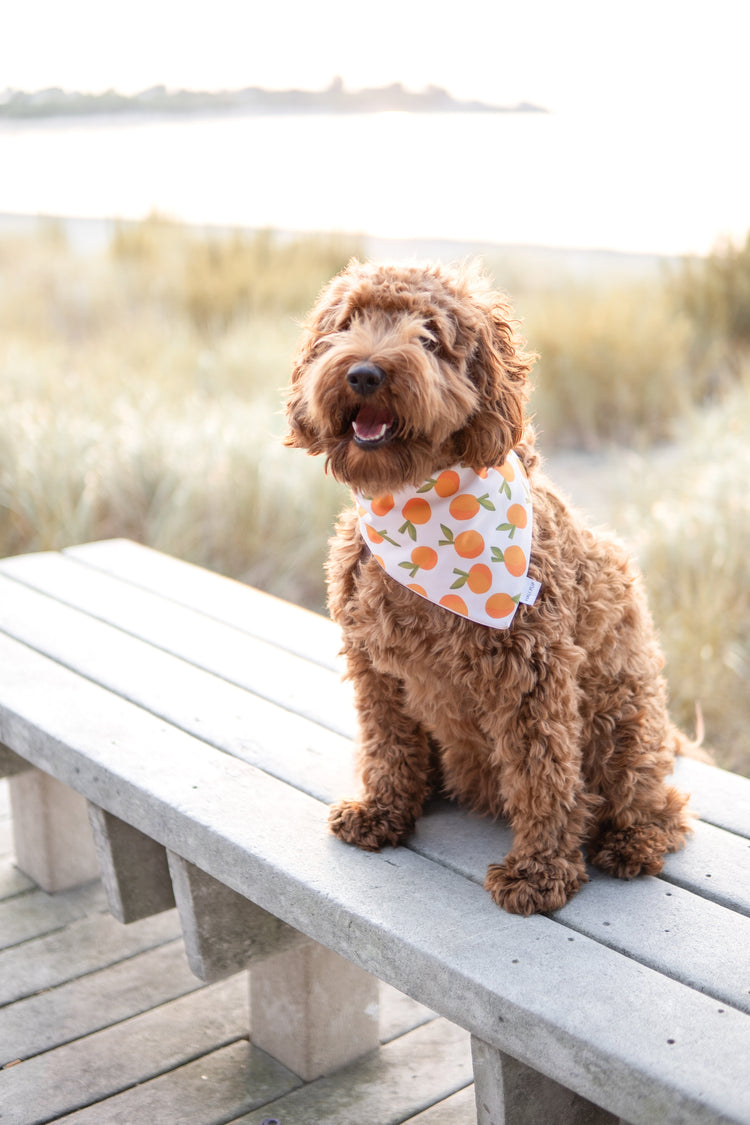 Spritz O’clock & Citrus Dog Bandana