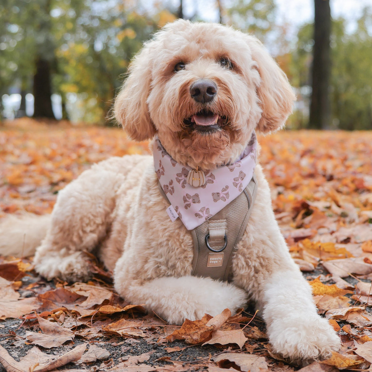 Dog sitting on a path with autumn leaves wearing a bear dog bandana 