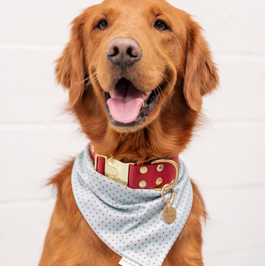 Darling Dog Bandana
