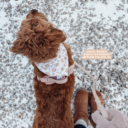 Brown dog wearing a winter patterned bandana and pink collar walking in the snow