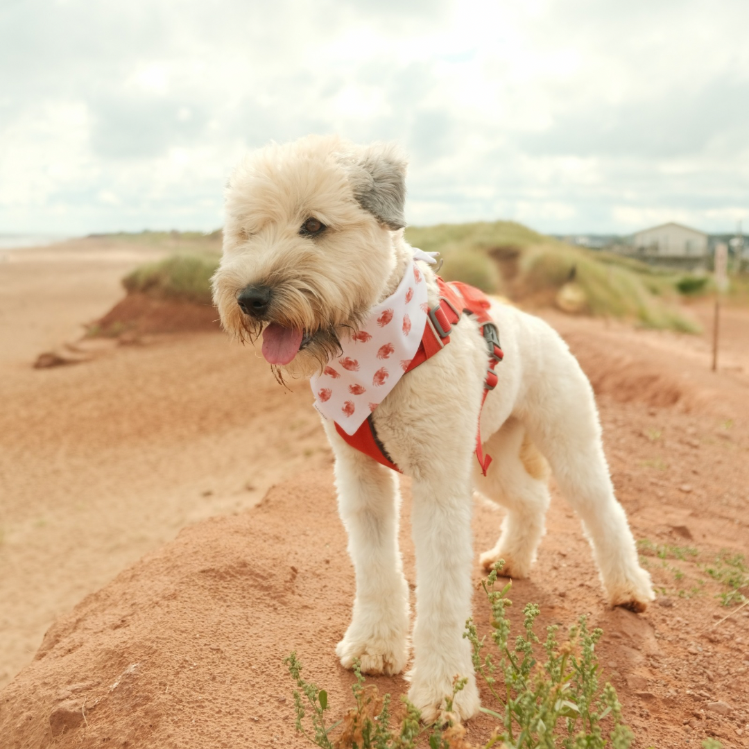 Harbour City Dog Bandana